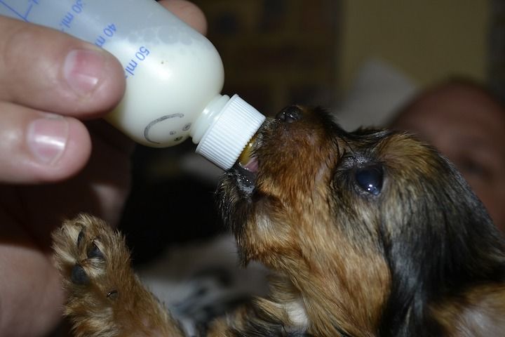 Hund mit Flaschenfütterung