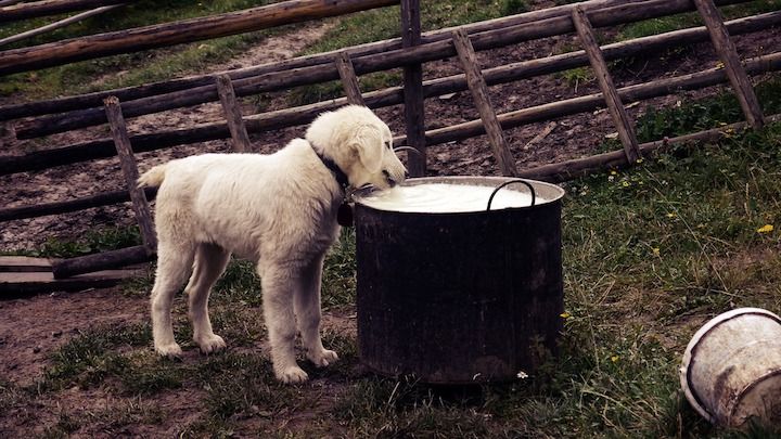 кученца за хранене с шише-мляко