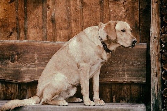 טיפים לטיפול בכירים בכלבים