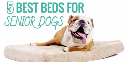 meilleurs lits pour chiens âgés