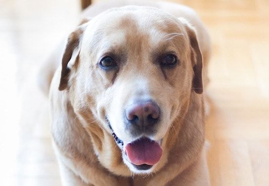 Com cuidar els gossos majors: 11 consells sobre què esperar