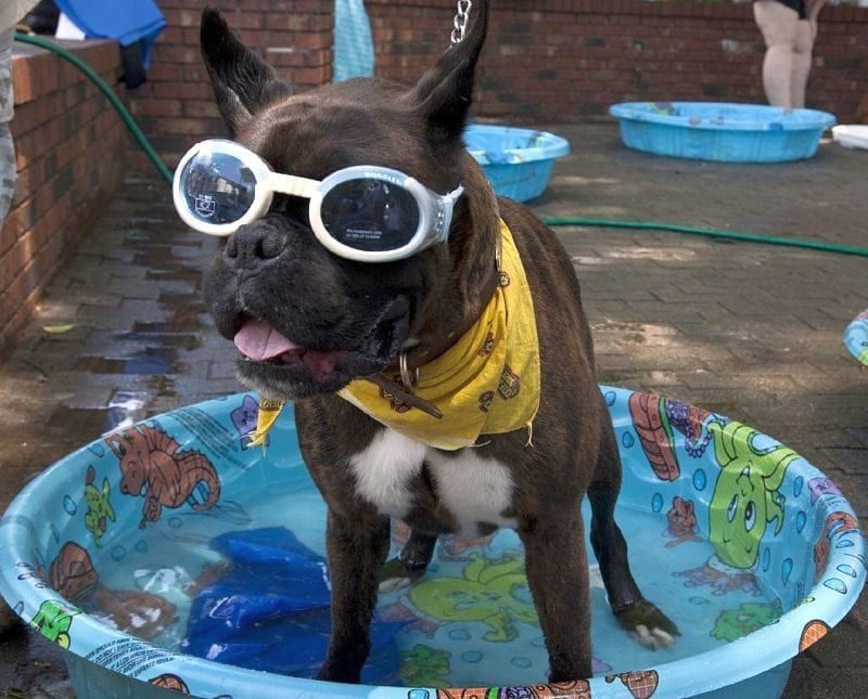 detský bazén pre psov
