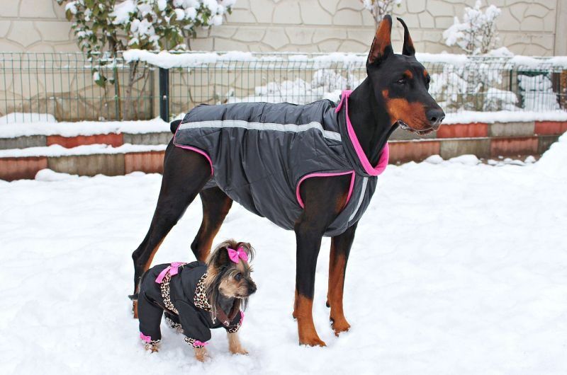 DIY oblečenie pre psa