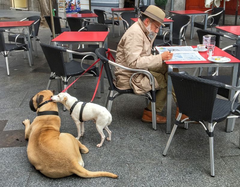 les restaurants acceptant les chiens sont bons à visiter