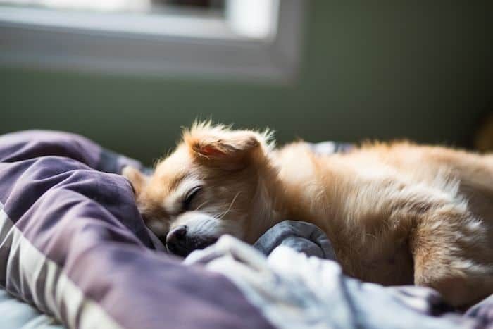 psiček spi v postelji