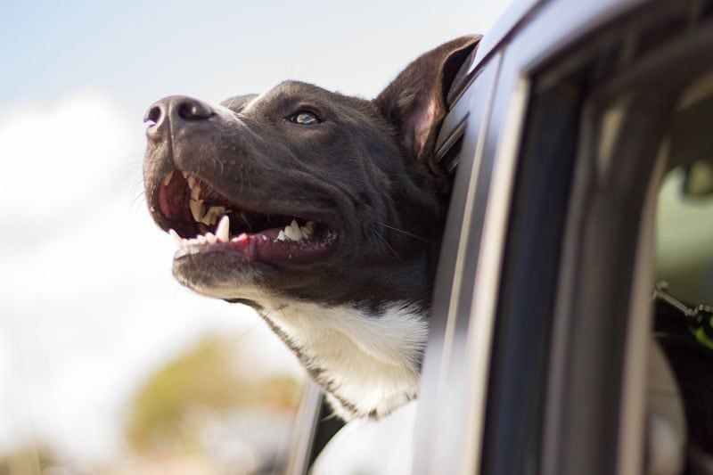 varnost psov v avtu