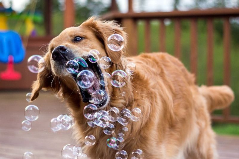 koira leikkii kuplien kanssa
