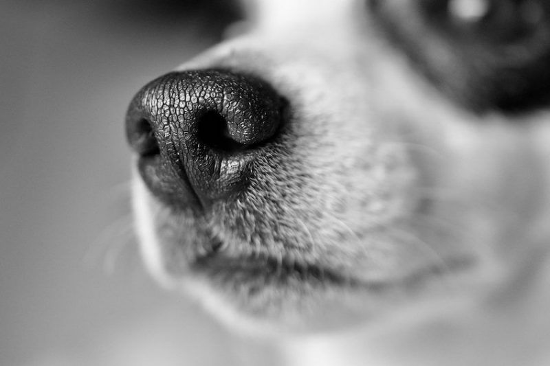 nez de chien