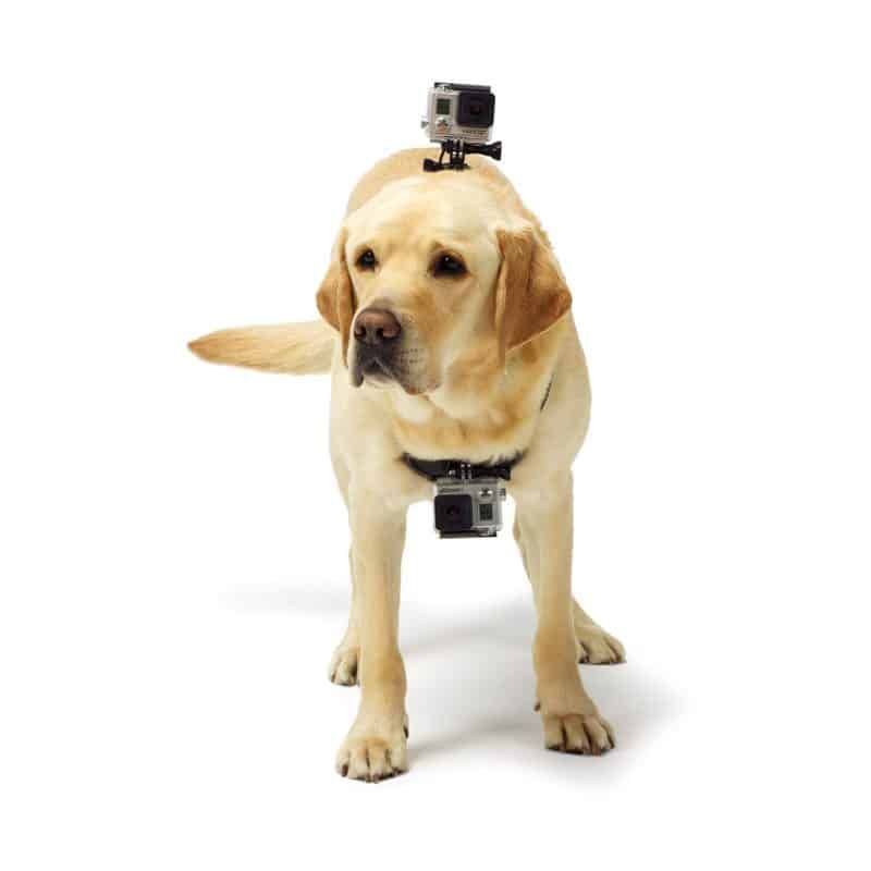 GoPro kutyatartó: 3 különböző választás a kamerafogak számára!