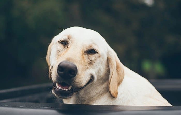 A legjobb kutya rekeszek teherautó -ágyakhoz: a haver biztonságban tartása a hátuljában