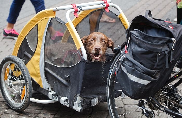 کتوں کے لیے سائیکل ٹریلر۔