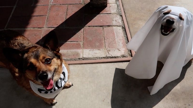 DIY pes Halloween šátek a zdobit nápady