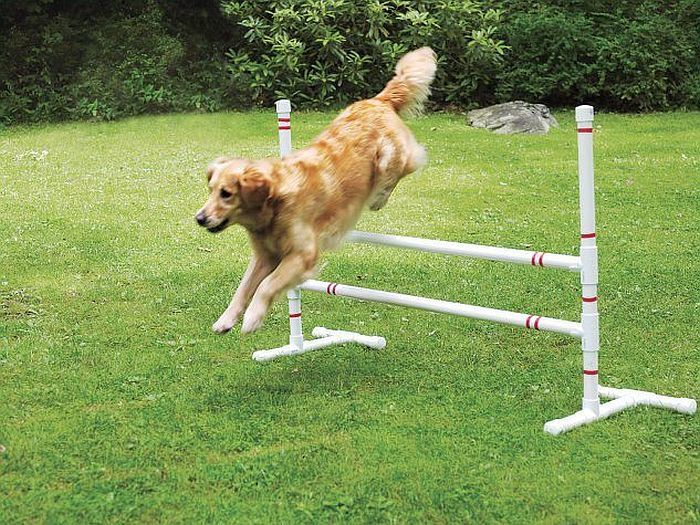 Скок на височина за кучета