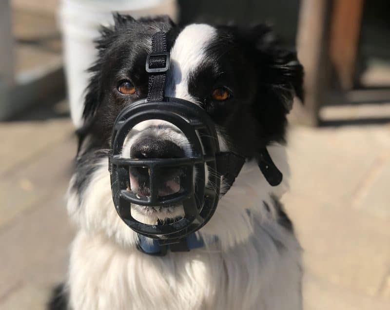 DIY Dog Muzzle: ความปลอดภัยสำหรับจุด!