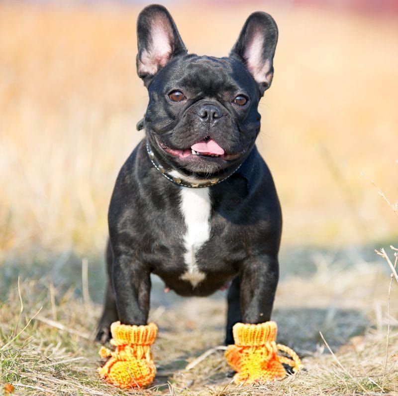 DIY psie topánky: 11 výukových plánov