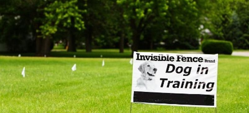 diy niewidzialne ogrodzenie dla psa