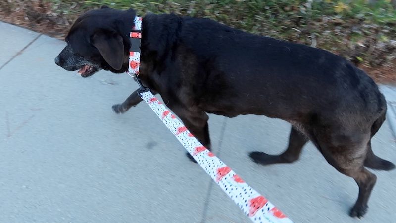 DIY Εκπαιδευτικό λουρί σκύλου