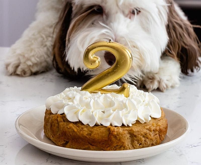 безопасна за кучета торта за рожден ден