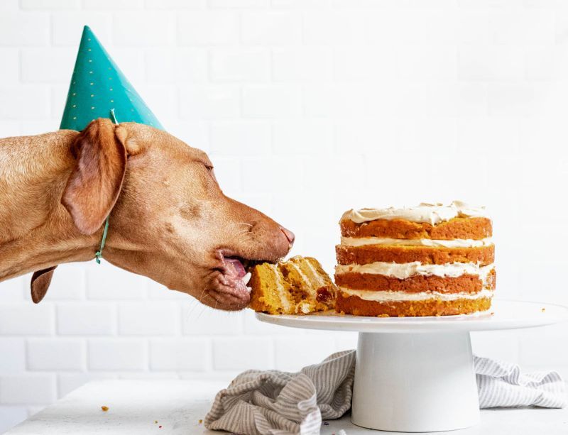 šuo valgo pyragą