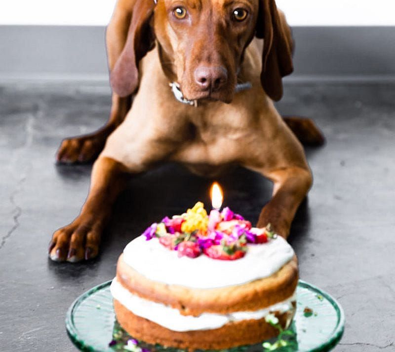 šuo laukia, kol suvalgys pyragą
