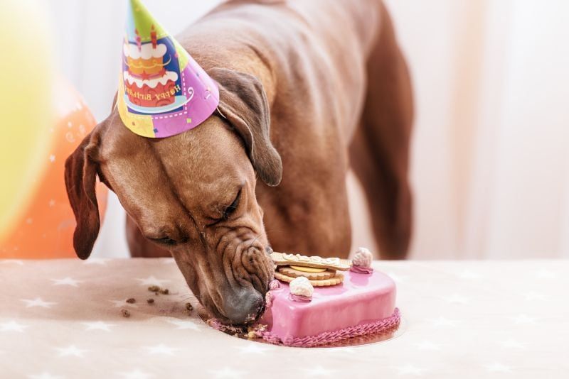Hund isst Kuchen