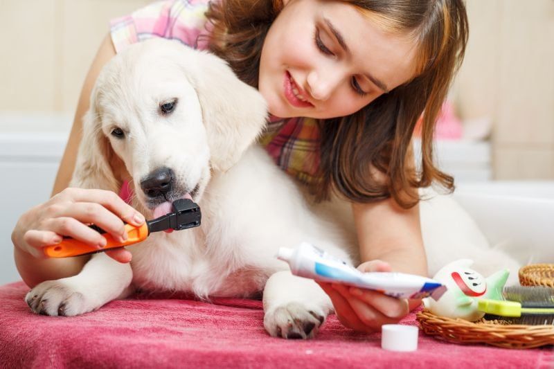 comment faire du dentifrice bricolage pour chien