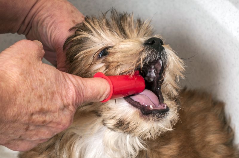 børste din hund