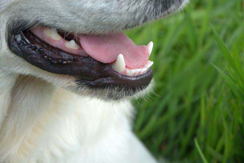 puhdas koiran hammas