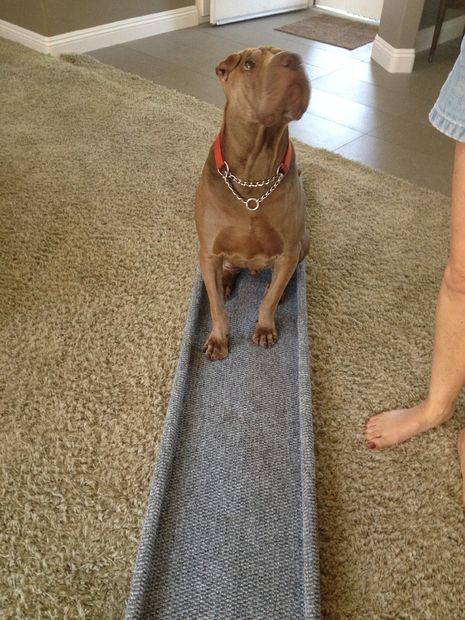 DIY рампа за кучета