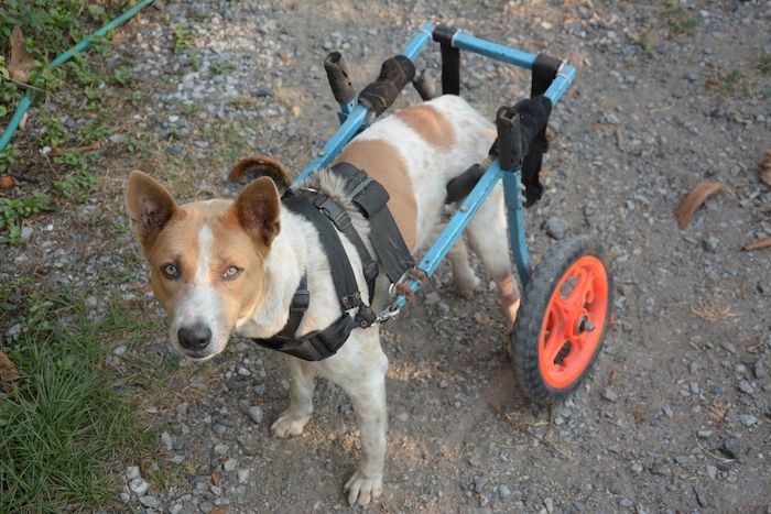 Направи си сам кучешки инвалидни колички