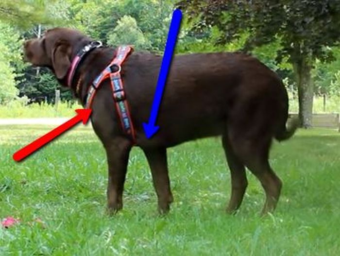 Bricolage harnais pour chien : comment fabriquer son propre harnais pour chien !