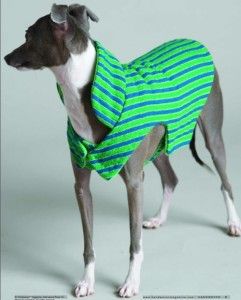 بنے ہوئے کتے کا سویٹر