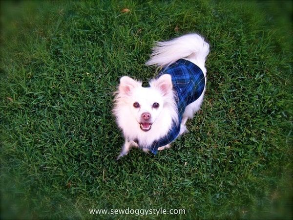 DIY Hundepullover: So machen Sie hausgemachte Pullover für Ihren Welpen!