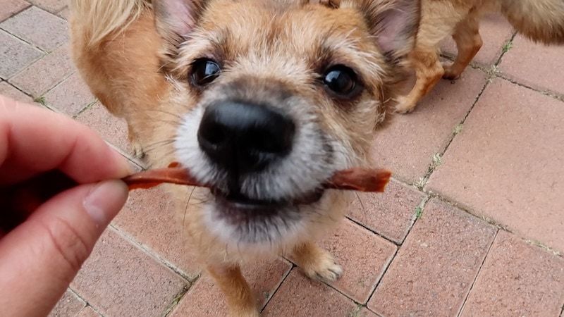 Kunyah Makanan Anjing DIY