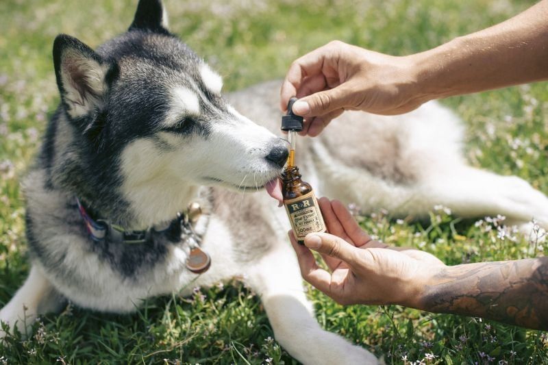 10 sposobów na świętowanie 20 kwietnia ze swoim psem: połączenie psów i konopi