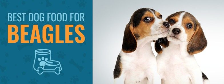 Was ist das beste Hundefutter für Beagles im Jahr 2021?