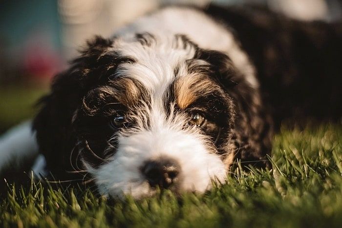 10 beste getreidefreie Hundefutter für die Fütterung von Fido!