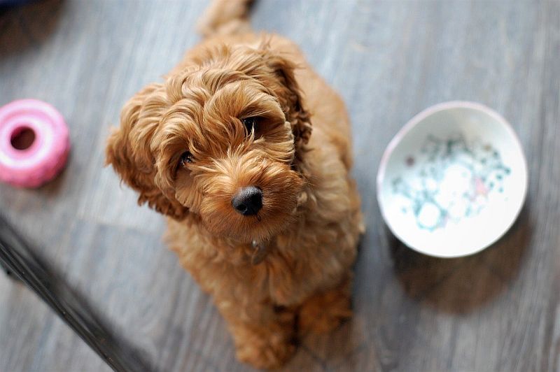безопасността на прясната храна за кучета