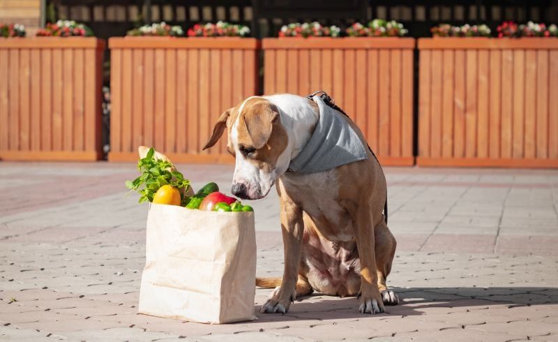 7 najboljših blagovnih znamk sveže hrane za pse za vrhunsko prehrano!