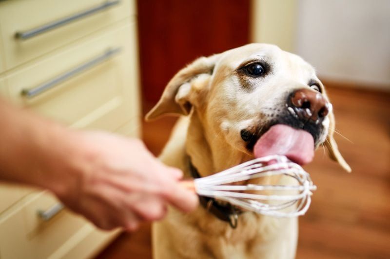 Meilleurs livres de cuisine pour chiens : préparer le dîner pour votre woofer !