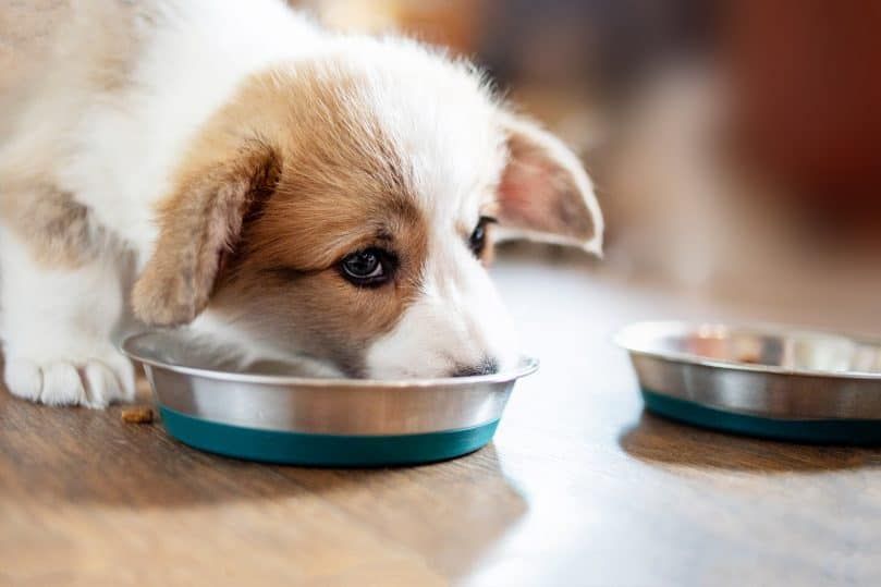 Roztomilé šteniatko konzumuje suché krmivo pre psa namočené vo vode alebo mlieku
