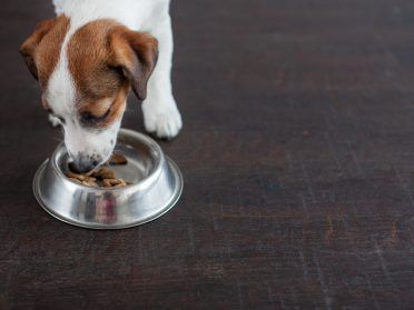 Jack Russell Terrier Welpe, der Hundefutter von einer Schüssel isst