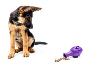Gerrmano aviganio šuniukas smalsiai žvelgia į guminį skanėstų išleidimo dėlionės žaislą, nušautą baltu fonu
