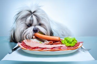 Shih Tzu šuo nuo stalo valgo žmogaus maistą