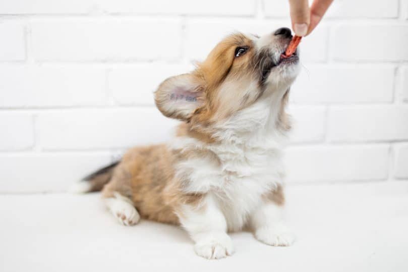 Roztomilý Corgi štěně jíst z ruky na bílém pozadí.