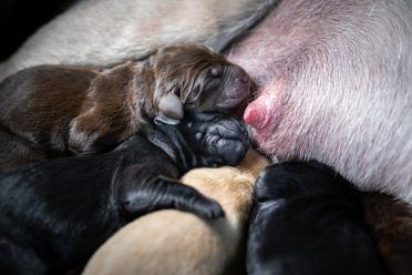 keli jauni naujai gimę Labradoro retriverio šuniukai, slaugantys motiną