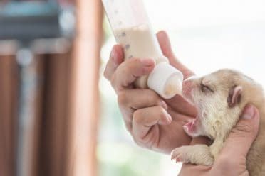 Zblízka nemocné štěně se snaží sát mléko z pet láhev.