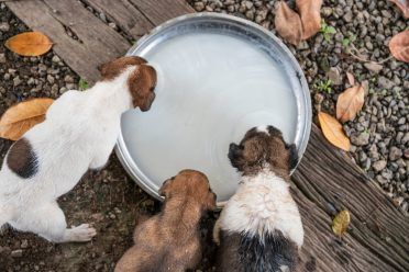 Namų šuniukų, geriančių pieną, padėklas iš viršaus