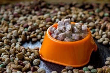 Mokré konzervované krmivo pro domácí zvířata v misce obklopené suchým jídlem