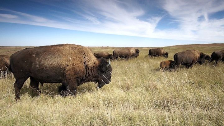 En İyi Bison Köpek Maması: Meleziniz İçin En İyi Buffalo Eti!